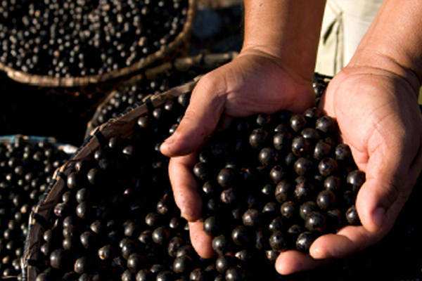 ブラジル原産の稀少フルーツ