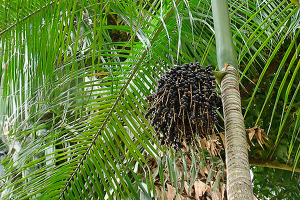 スーパーフルーツ『アサイー』