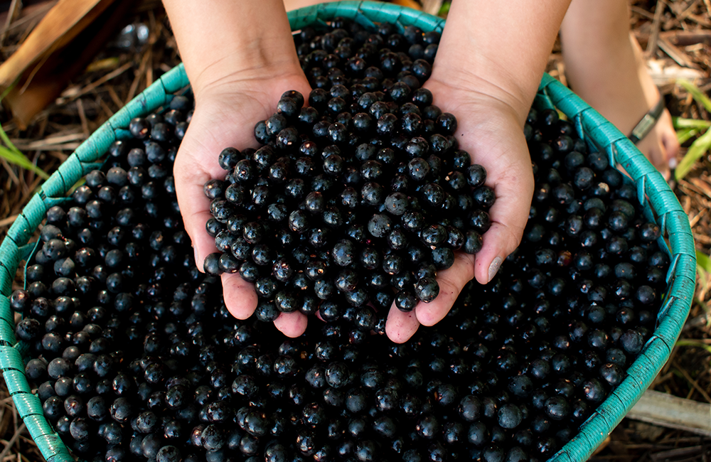 アサイーの品質管理